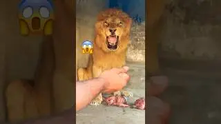 Food time 😱😡#lion #tiger #zoo #animals #wildliferescue  #lion #sohailbiganimals #shortvideo