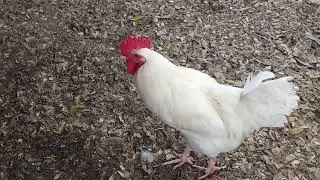 How Loud Is A Rooster- And When Does He Nail His Crow?