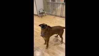 Black Mouth Cur with a Personality