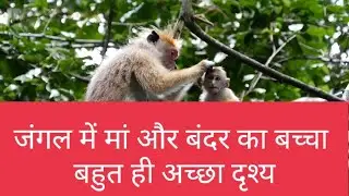 Mother and baby monkey in the forest #animals #monkey #monkeys#trend #viral #tranding #baby #forest