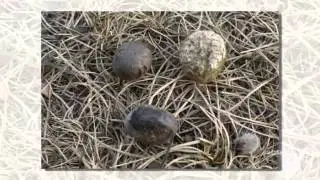 Bovista plumbea - fungi kingdom