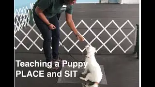 How To Teach a Puppy Sit And Place - Guide To Calmer Puppies