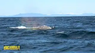 Grey Whale Feeding Close to Shore in Comox British Columbia