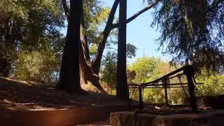 In the Redwoods @ Gerstle Park