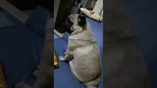 #パグ #パグのいる生活 #パグ大好き #pug #可愛い #ペチャ#ひまわり8989#puppy #speakpug
