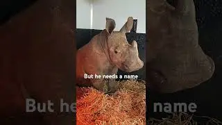 Name a Rhino Orphan  #conservation #rhinos #wildlife #babyrhino #babyanimals