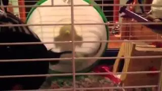 Shadow on her wheel