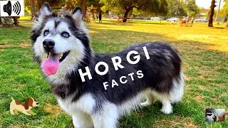 HORGI | FACTS | TRIZZLER|
