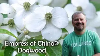 Empress of China&reg; Dogwood