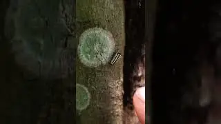 Florida Man Encounters Leaf Skeletonizer Moth Caterpillar - Insect