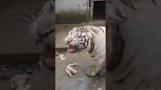 As&iacute; RUGE un TIGRE blanco! 😳 #shorts #animales #sabiasque #curiosidades