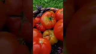 Tomato Harvest - Garden Therapy