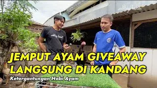 HOBI AYAM BANGKOK KARENA PENGARUH LINGKUNGAN | Aditya Farm 99