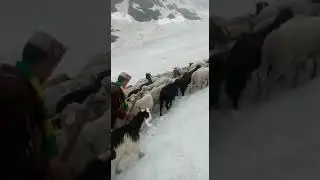 chamba se pangi local gaddi bhed bakri paidal jot yatra