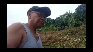 Akyat Tayo sa Dragon fruit farm 