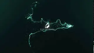 Intro WildCarp Channel