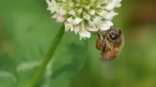 Honeybee carrying pollen basket - 1000FPS Slow Motion captured on Sony RX10M4