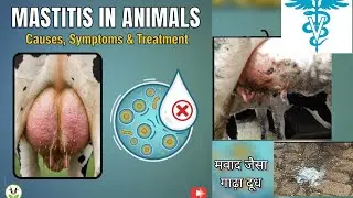 Mastitis in cow ! दुधारू पशुओं में थनैला रोग की समस्या और लक्षण ! pashuo ka thanela rog