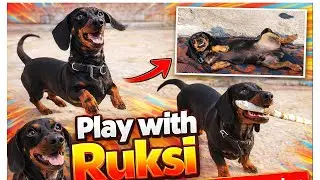 Play With Ruksi 🐶 - Dolly Family Vlog || Sausage Dog - Puppy Small Breed || #vlog #dog #dachshund 