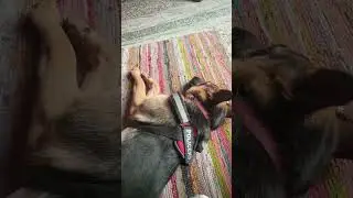 only this sounds can distract me🤡#viral #germanshepherd #dogs #animal #dogoftheday