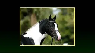 Samaii - Dressage Stallion (Sambertino X Brentano II)
