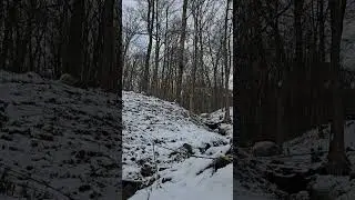 Snow Blanket Ohio Woodlands