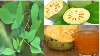 Health Benefits Of Bael (Wood Apple ) | Importance Of Bael Tree | Helpful Home Remedies