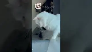 naughty cat acting funny