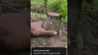 Jenis-jenis pohon bahan BONSAI terbaik