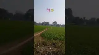 #fs16mecowkaisekharide #automobile #farmer #baffalo #agriculture #youtube #motivation #foryou like🤣🤣