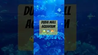 Dubai Mall Aquarium 🐠 | World&rsquo;s Largest Indoor Aquarium | Must-See Dubai Attraction #youtubeshorts