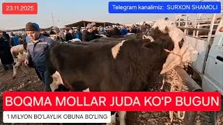 23.11.2025 QIZIRIQ JAXON MOL BOZORIDAN KICHIK VA KATTA BUQALAR NARXLAR