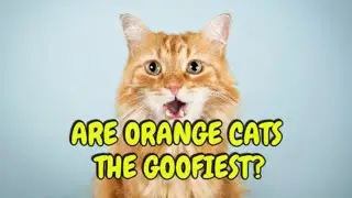 Are orange cats really the goofiest cats? Genetics may have an answer.