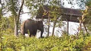 Elephant Video Attack Village 🦣🏠