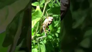 Ночные походы никогда не разочаровывают #ящерица #кузнечик #katydid
