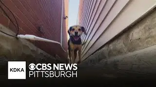 Pennsylvania bill would change how pet custody is handled in divorce cases