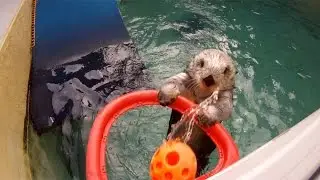 Sea Otter Hoop Dreams