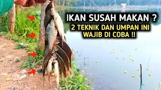 WAJIB COBA 2 TEKNIK DAN UMPAN GACOR BADERBANG SUSAH MAKAN‼️