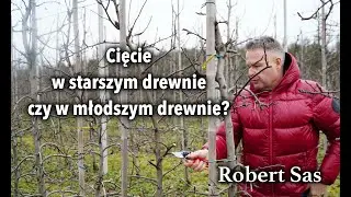 #Cięcie w starszym drewnie czy w młodszym drewnie? #IPSAD Robert Sas