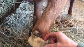 3rd Update on Goat with broken leg