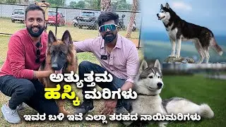 ಅತ್ಯುತ್ತಮ ಹಸ್ಕಿ ಮರಿಗಳು Best Husky puppies in Bangalore | Divya's Kennel | Kannada Vlogs