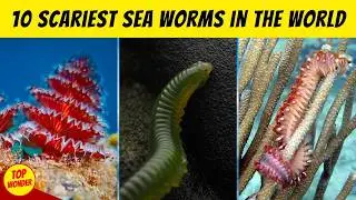 Top 10 Scariest Sea Worms You Won&rsquo;t Believe Exist