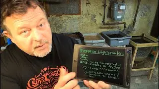 13-day old European nightcrawler system is generously fed - worm farm vermicomposting