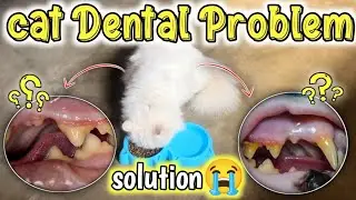 Cat dental health care 😭 || How to cleaning your cat's teeth at home | Cat Dental Problem & Products