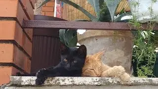 Kittens Love Their New Home