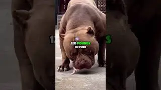 THE GENETIC MONSTERS: 5 Dogs Designed For Pure Destruction#GeneticMonsters#DangerousDogs#dogbehavior
