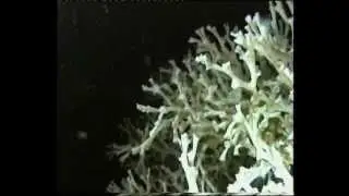 Cold Water Corals
