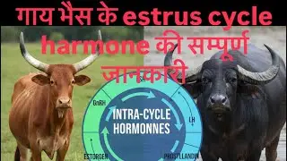 Complete information about the estrus cycle of cow