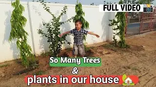 So many trees and plants in our house 🏡