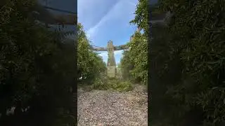 Orchard Tree Trimming with Specialized Machine#orchard #treetrimming #agriculture